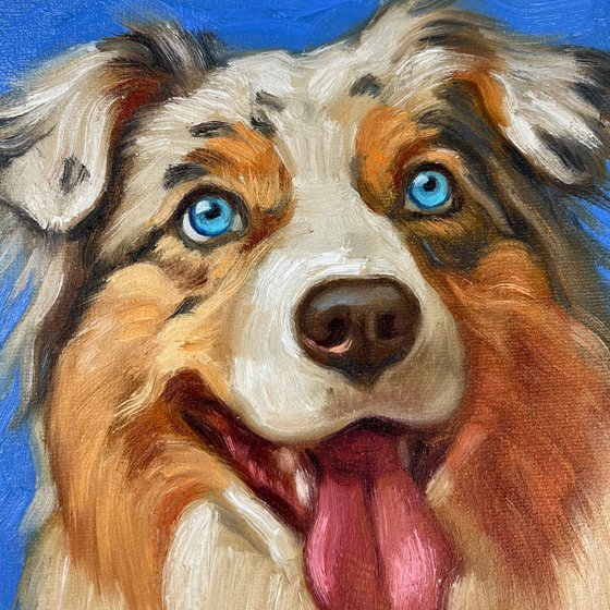 Australian Shepherd