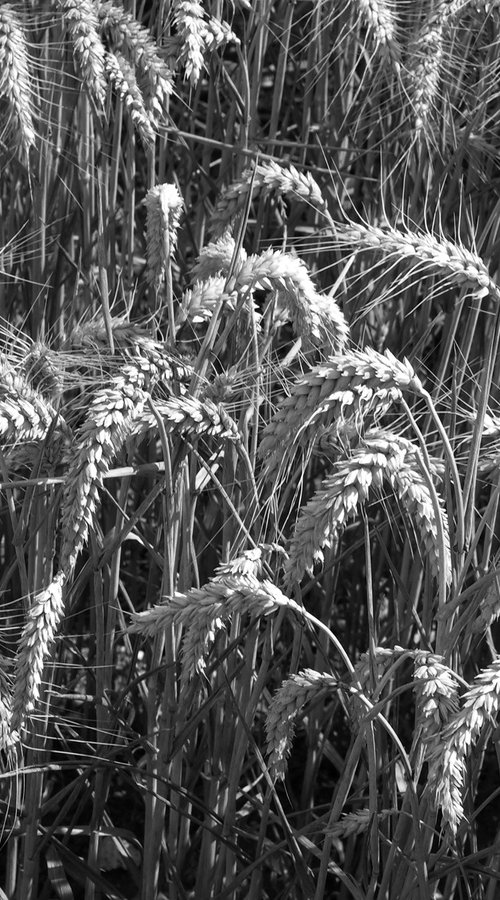 Ears of Wheat 3 by Alex Cassels