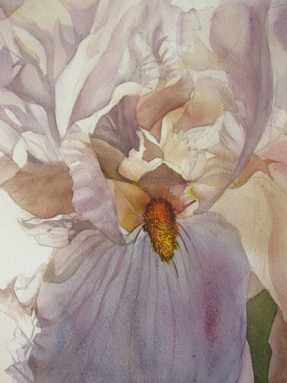 the scent of iris