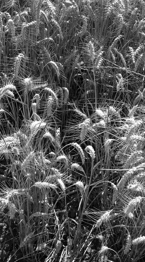 Ears of Wheat 2 by Alex Cassels