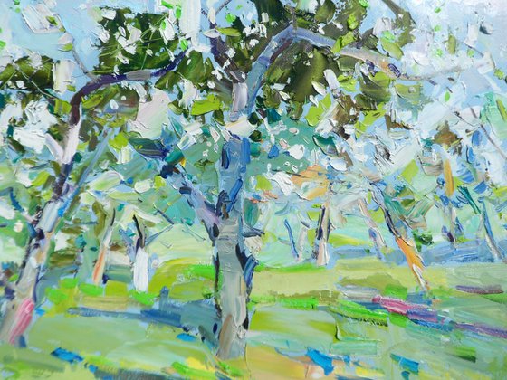 " Apple orchards"