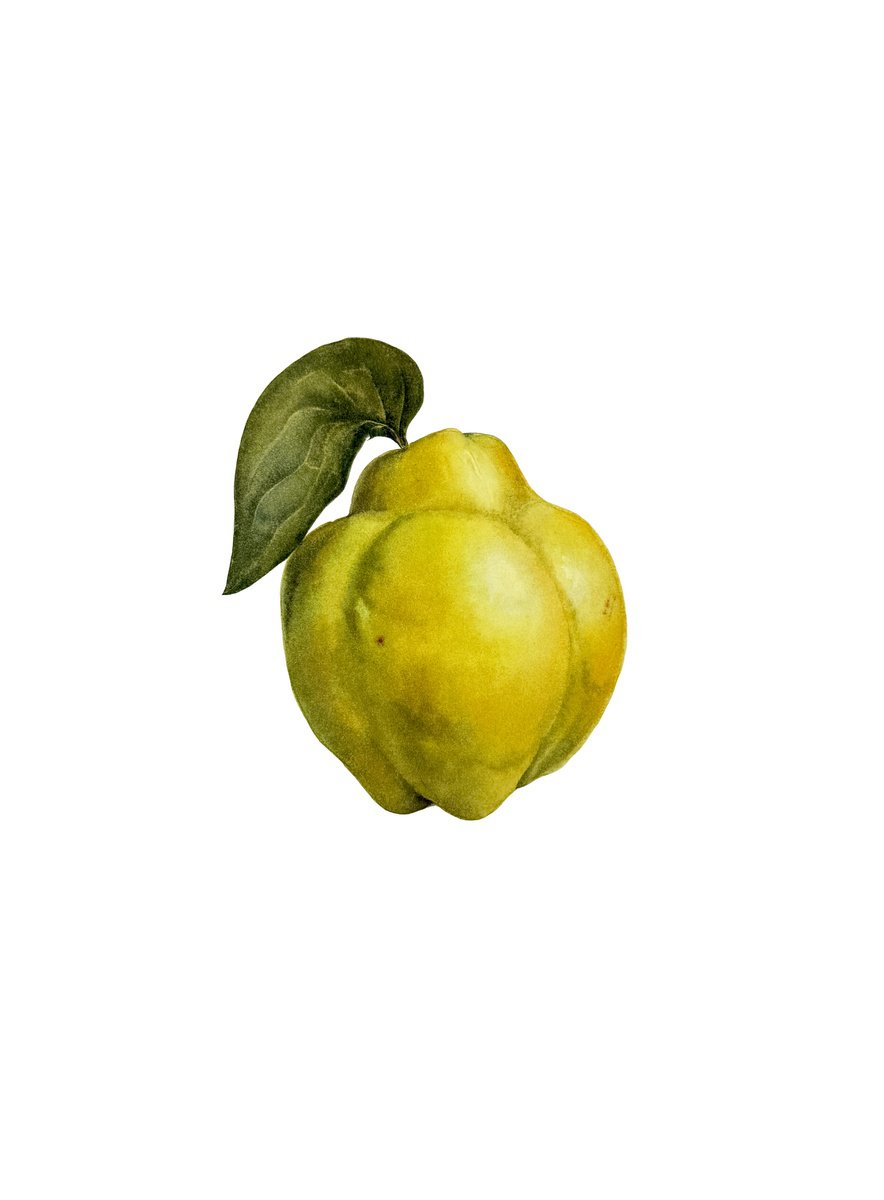 Photorealistic Watercolour , Apple Quince Painting By Yuliia Prokopchuk, 11 X 15, Artwork For Sale On Artfinder