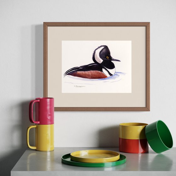 Hooded Merganser Duck