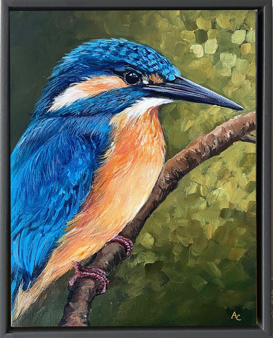 Kingfisher Kyle