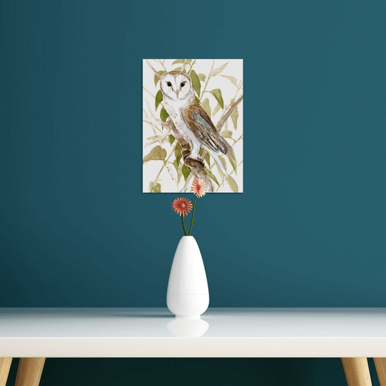 Barn Owl