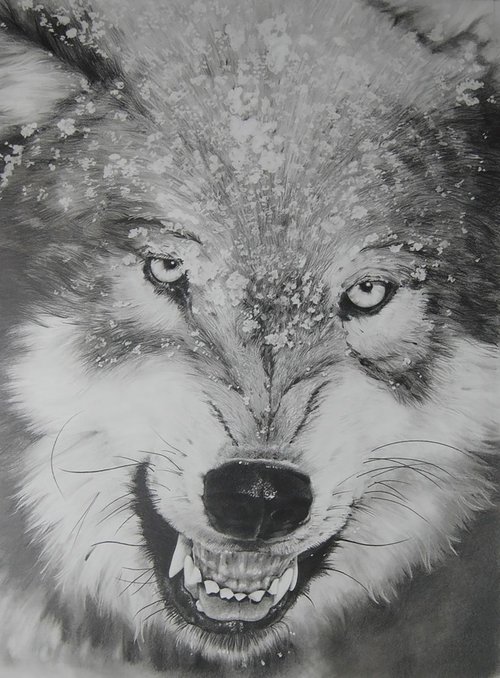 Wolf by Steve Gormally