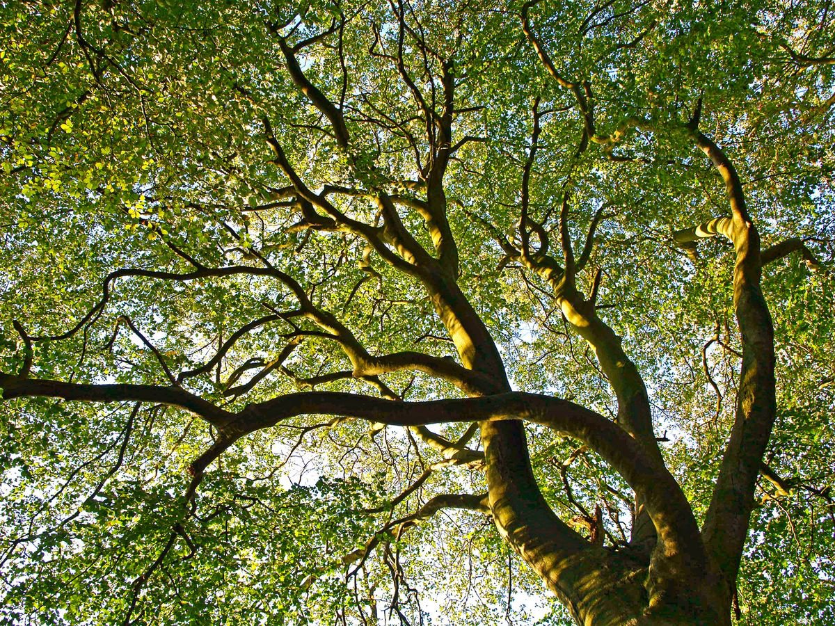Beech Tree Canopy by Alex Cassels
