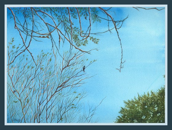 Black Drongo in early morning sky