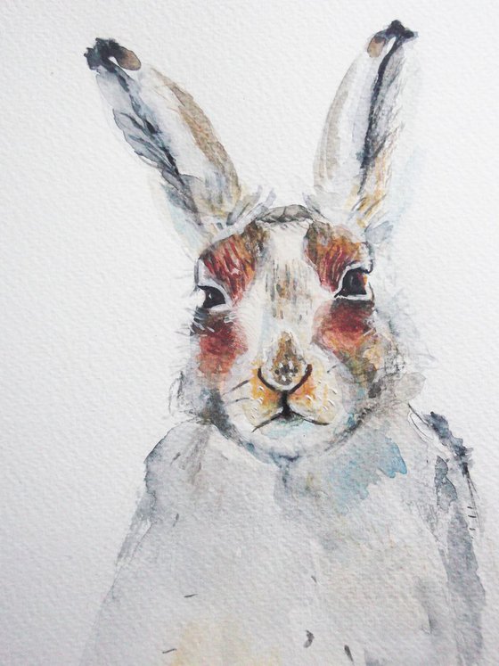 Hare