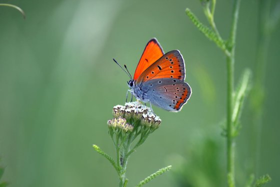 Orange butterfly