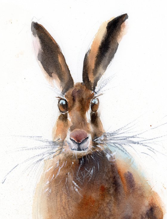 Curious Hare