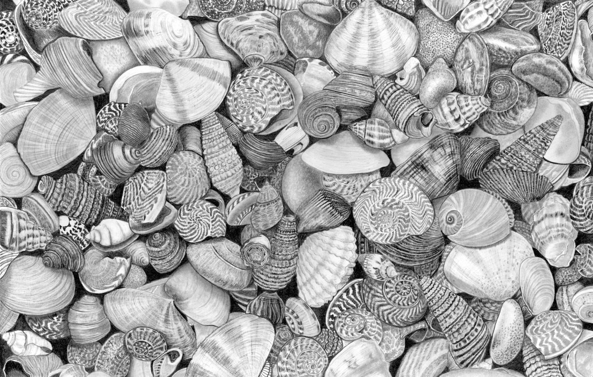 Shells (2022) by Paul Stowe