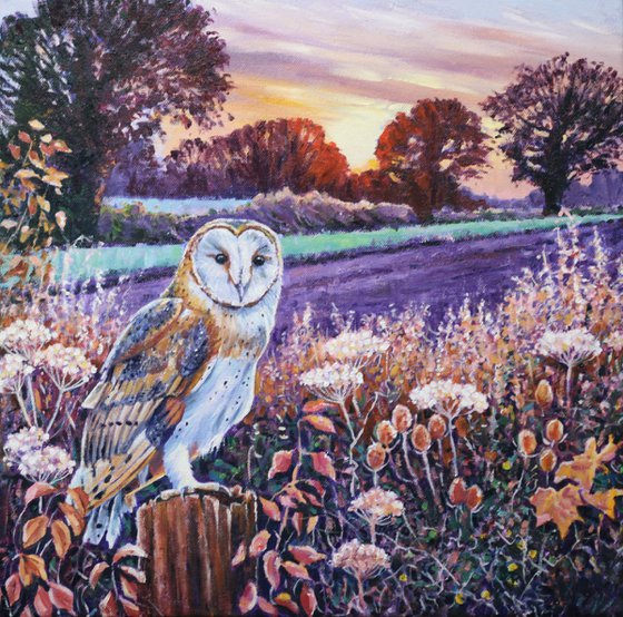 Barn Owl at Dawn