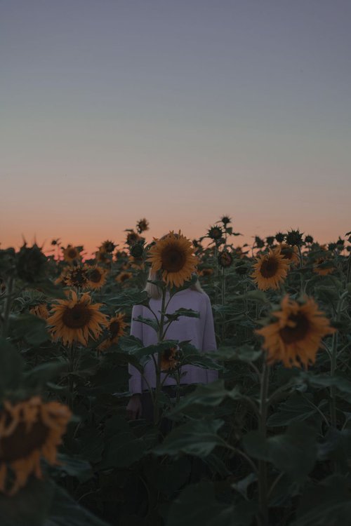 Summertime. Lost in sunflowers - Limited Edition 1 of 3 by Inna Mosina