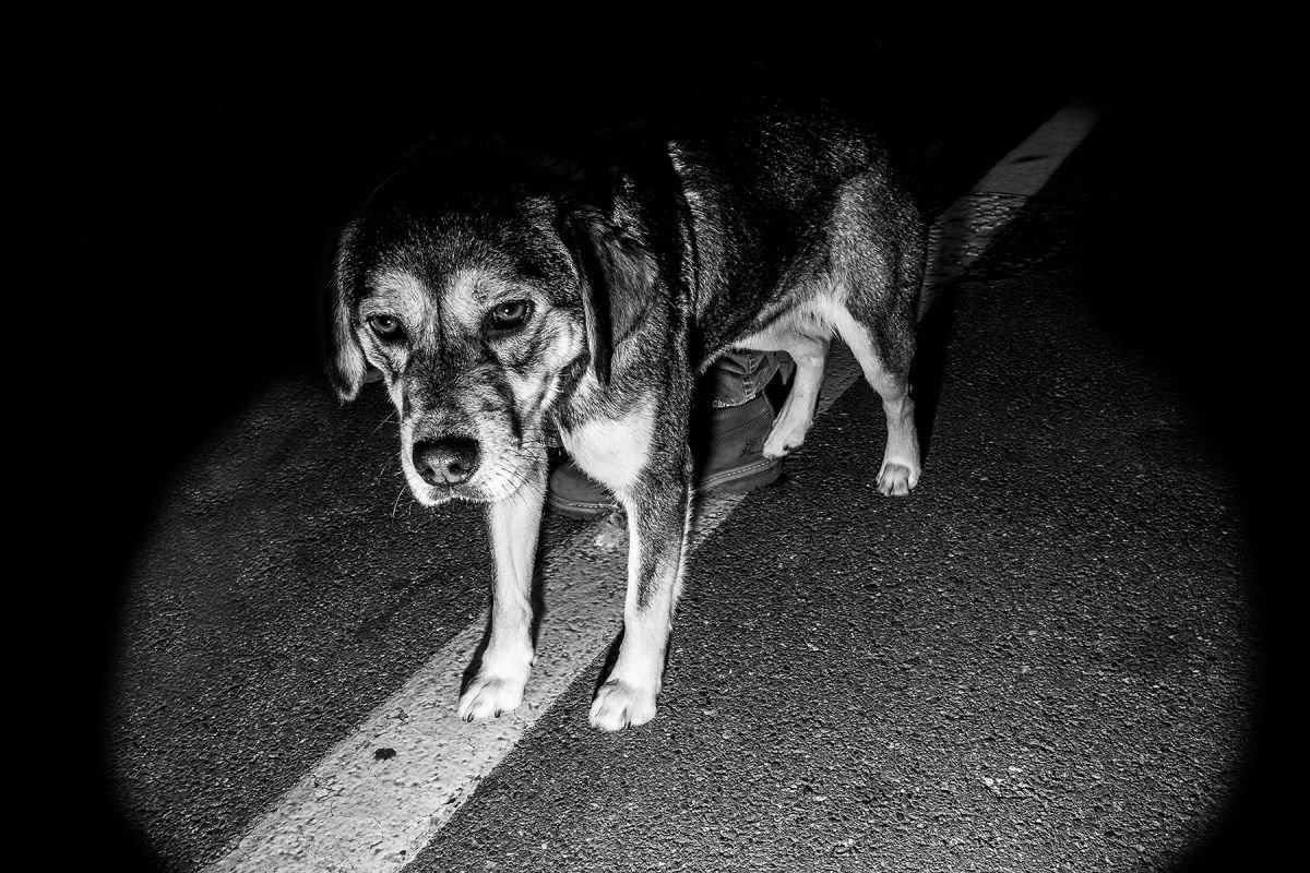 Dog on the line by Salvatore Matarazzo