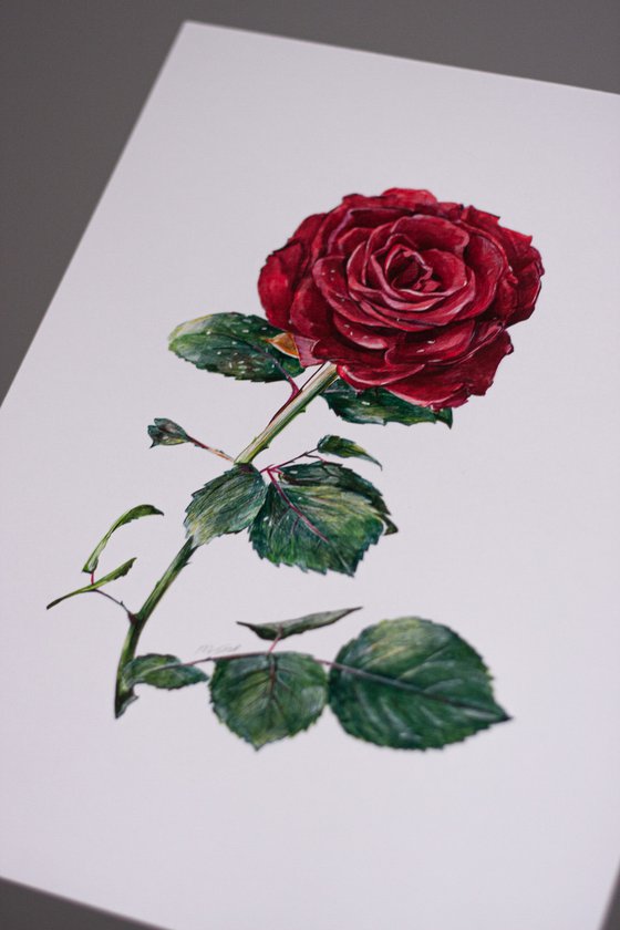 Rose red pen drawing