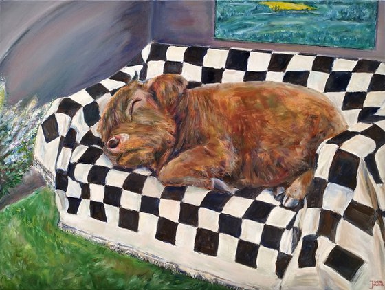 Highlander Cow At Home