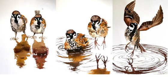 A Pair of sparrows Wild birds