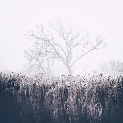 Winter's Dust by Daniel Cook