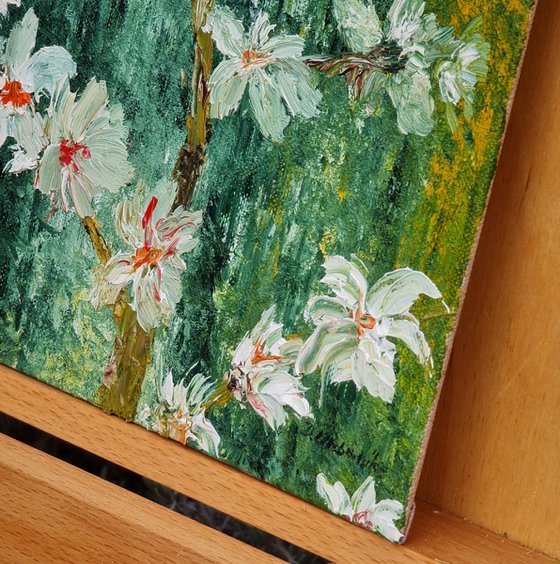 Cherries in bloom