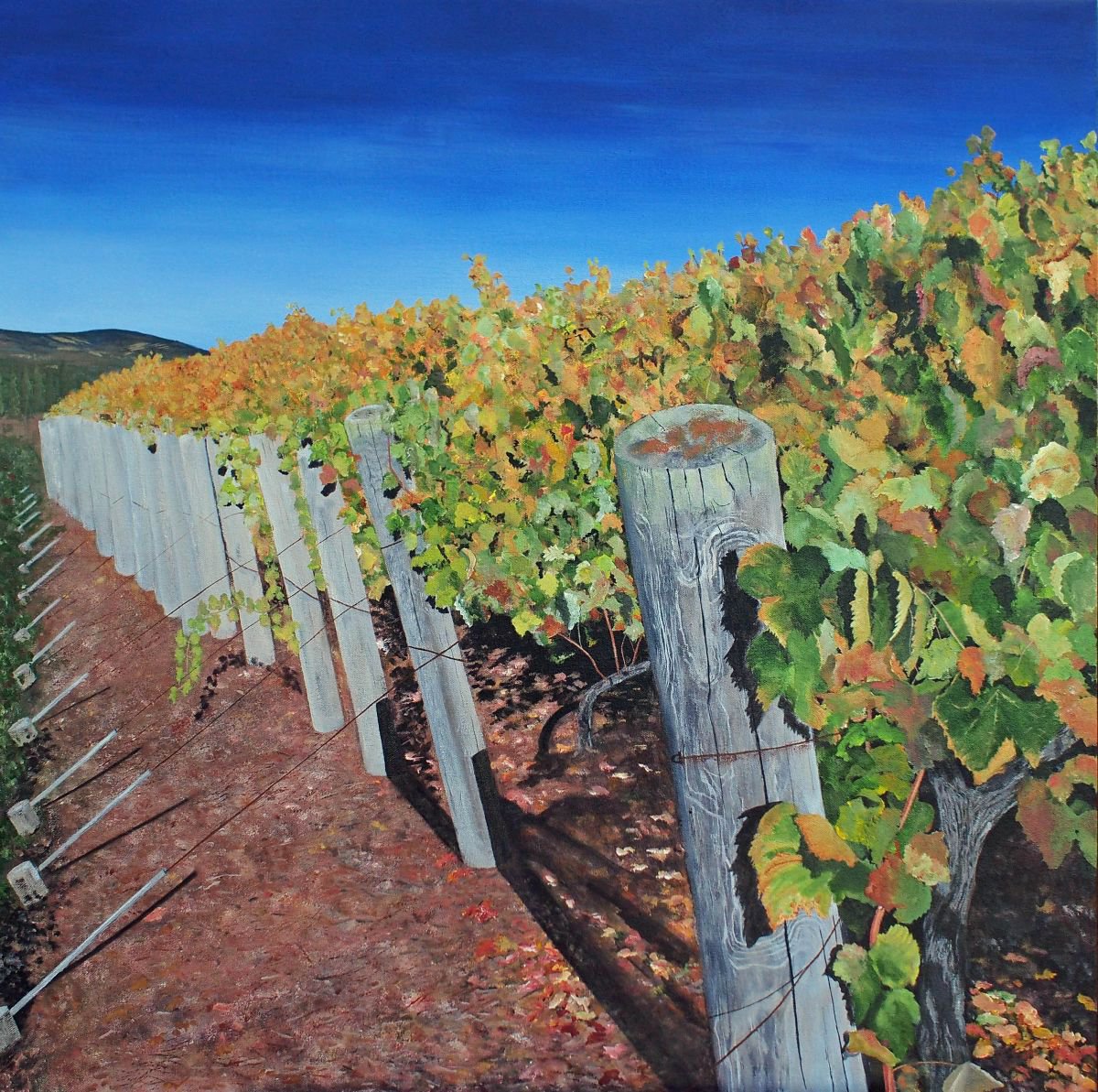 Sonoma Vineyard 2 By Steven Fleit, 30 X 30, Artwork For Sale On Artfinder