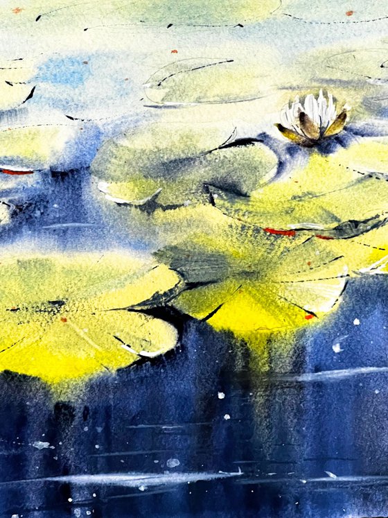 Waterlilies Flowers