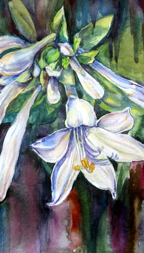 Hosta by Liubov Ponomarova