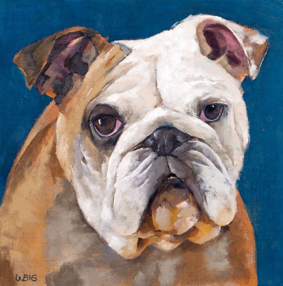 British Bulldog Against a Blue Background