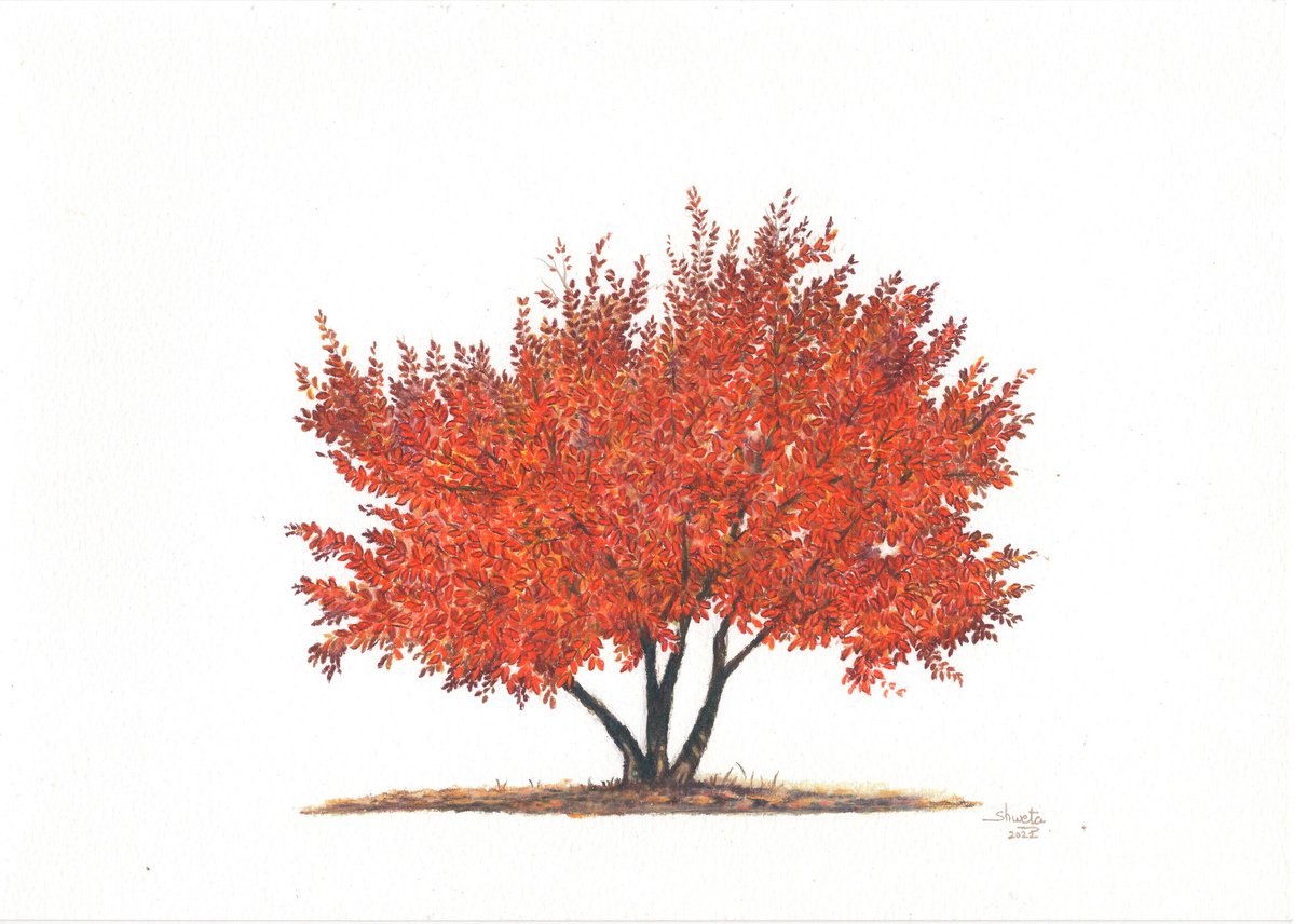 American Hornbeam Tree Color Pencil Drawing by Shweta Mahajan