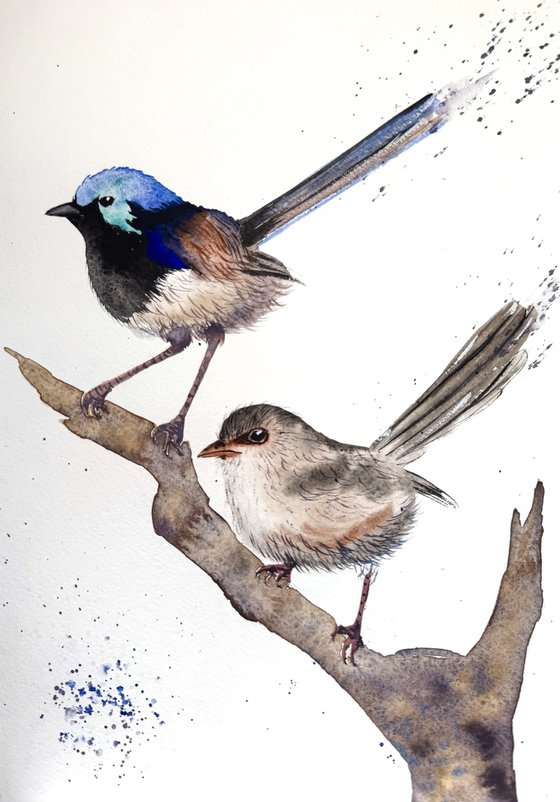 Pair Purple-backed Fairy-wrens