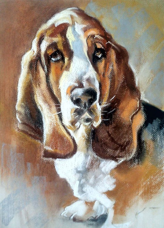Young basset hound