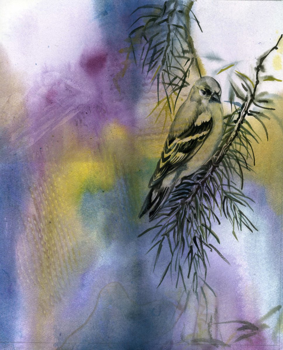 finch with pine watercolor by Alfred Ng