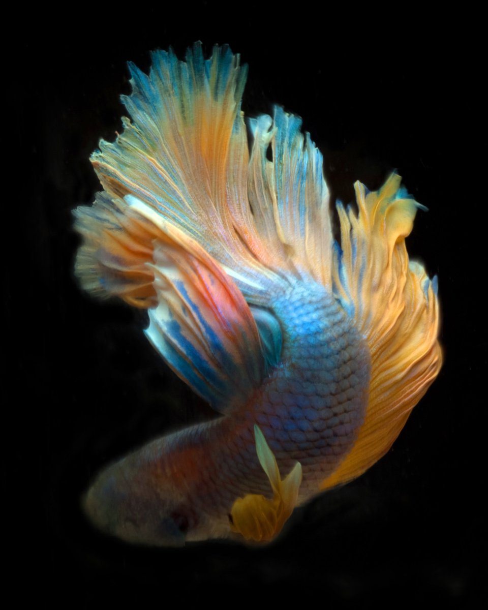 Photorealistic Animal Photograph By Michael Filonow, 26 X 32", Betta 43, Original Artwork