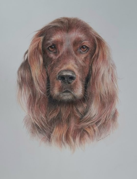 Irish Setter Portrait