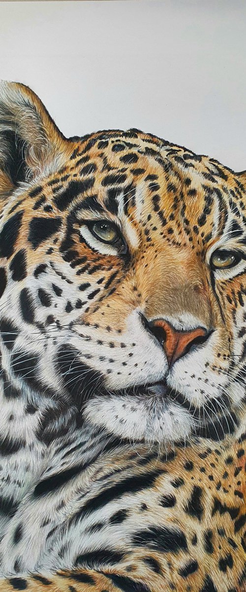 "Get in pose" Jaguar portrait - 'The last of us' wildlife-art series no. 1 by Silvia Frei