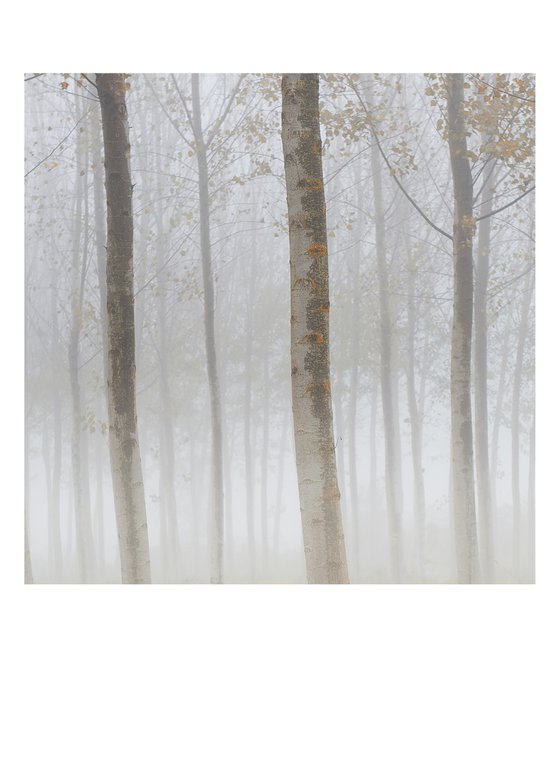 trees