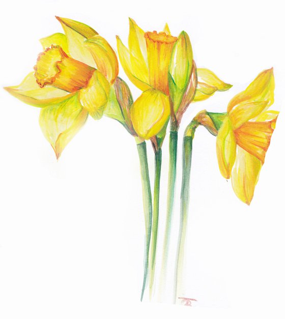 Spring Daffodils