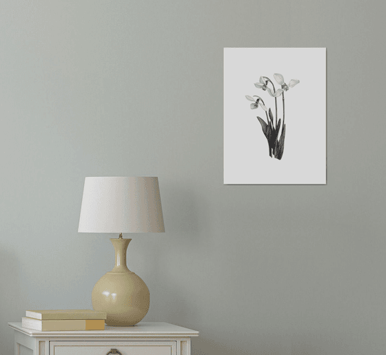 Snowdrops, botanical illustration