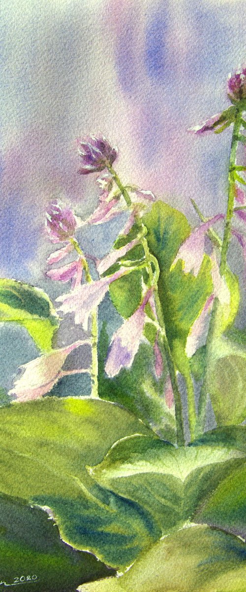 Lilac hosta by Elena Gaivoronskaia