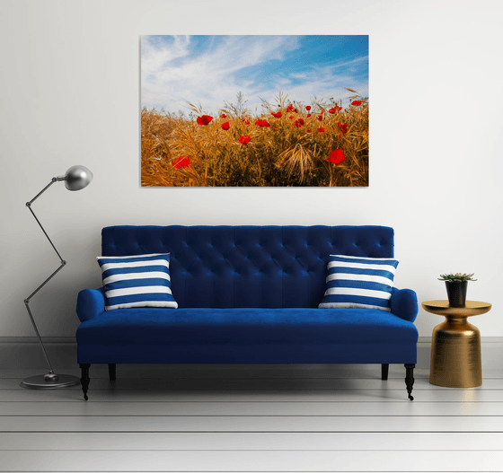 Poppy field