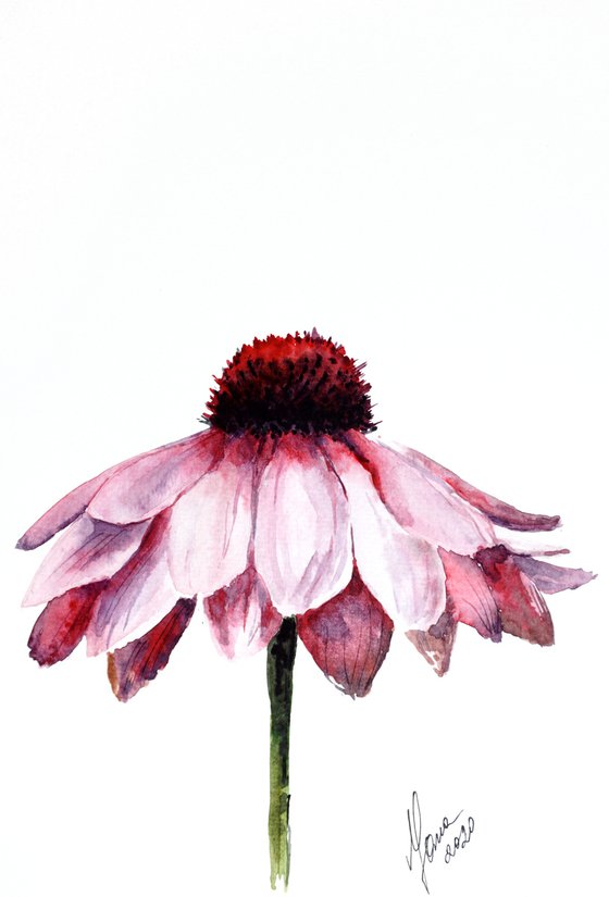 Pink Daisy Flower in Watercolor - ORIGINAL Painting