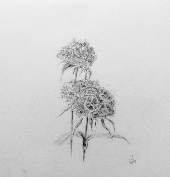 Turkish Carnation. Original pencil drawing on paper