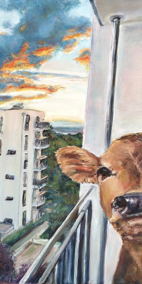 Cow On The Balcony in Mainz by Jura Kuba Art