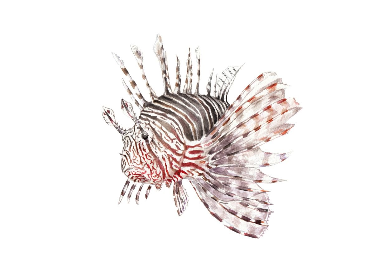 Lionfish Original Watercolor by Lauren Rogoff