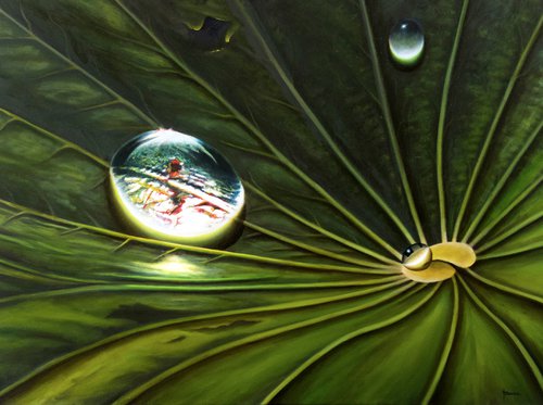 "Waterlily Leaf with Dew" by Juan Bernal
