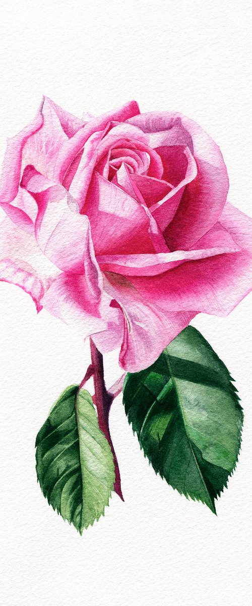 Pink rose by Maiia Axton