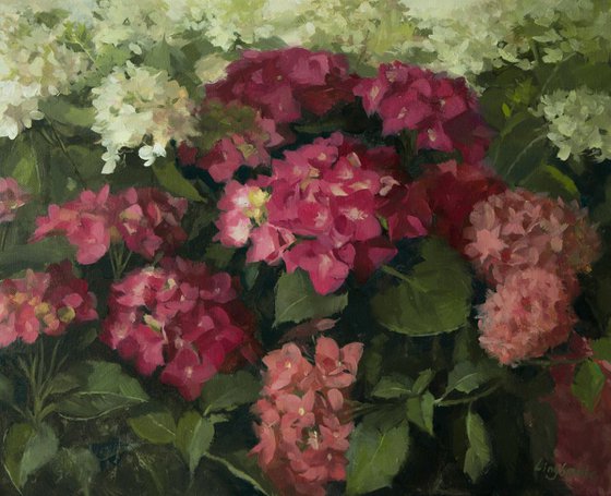 Hydrangeas