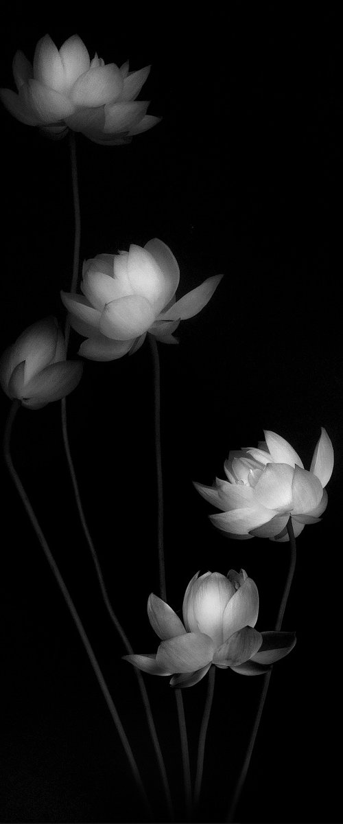 IN HARMONY -SPARKLE- #001 Black and white by Keiichiro Muramatsu