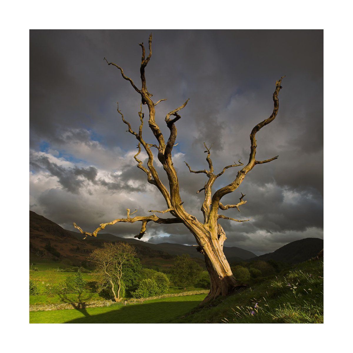 Keswick Tree by David Baker