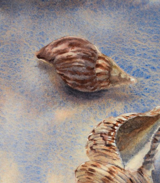 Seashells